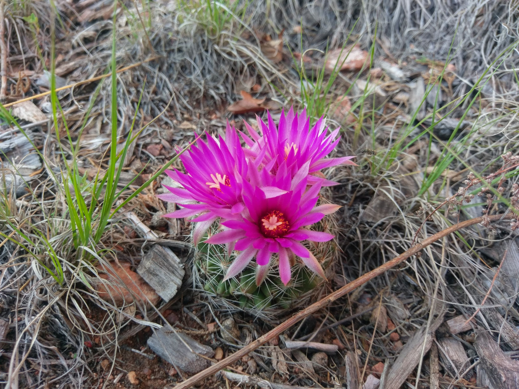 Spiny star cactus